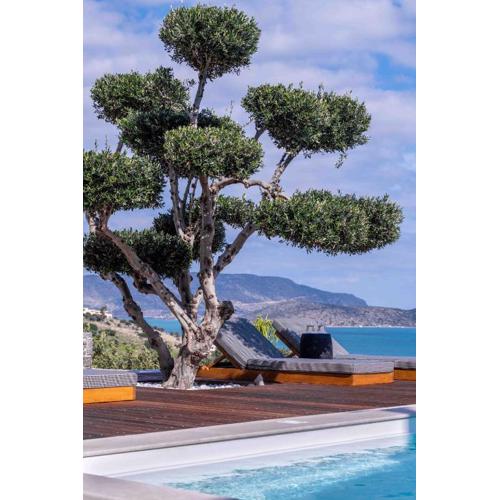 The Olive Tree Villa Elounda