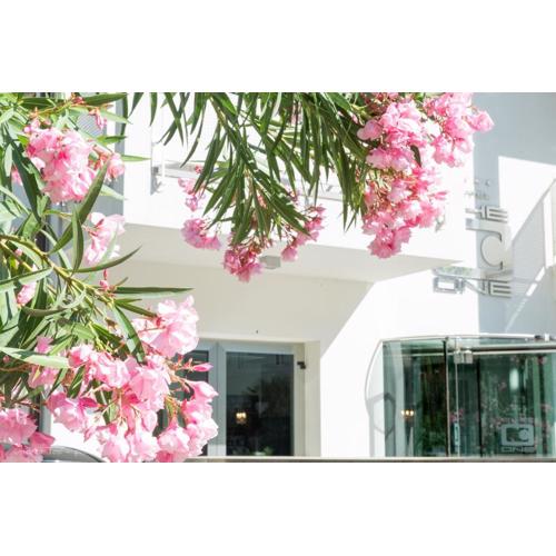 The One Hotel - Designed for Adults - Pet lovers