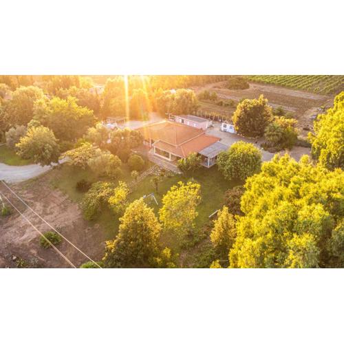 THE VINEYARDS