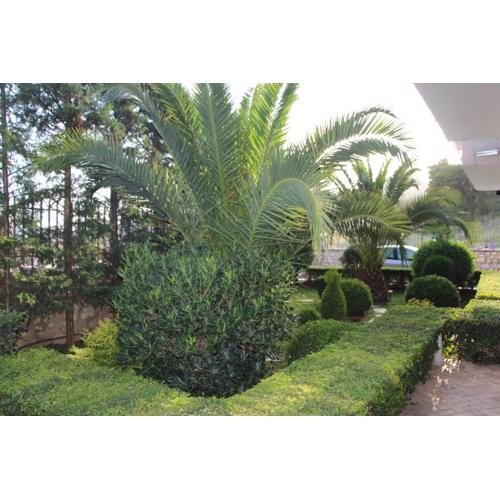 Vila Mateo