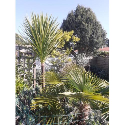 Villa Les Palmiers
